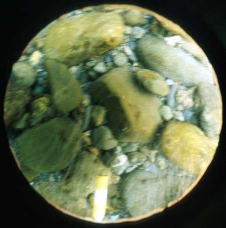 Transect 7, point 1.