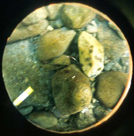 Transect 7, thalweg.