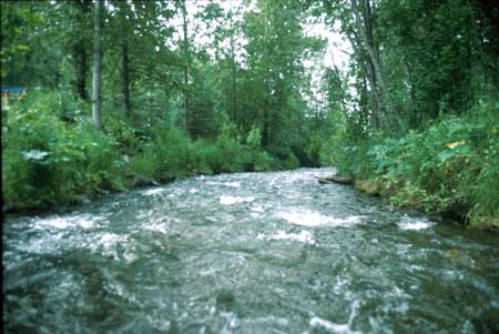Transect 8 looking downstream
