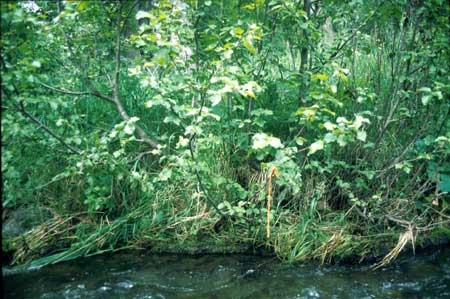 Transect 8 looking at right bank