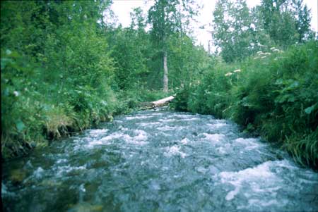 Transect 8 looking upstream