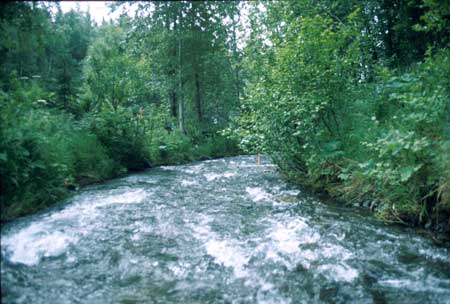 Transect 9 looking downstream