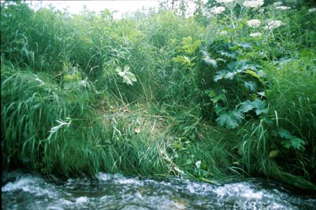 Transect 9 looking at left bank