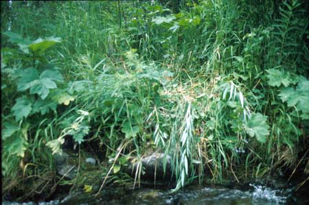 Transect 9 looking at right bank