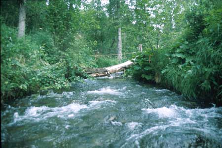 Transect 9 looking upstream