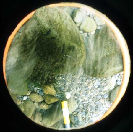 Transect 9, point 2.