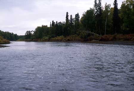 Transect 5 looking downstream