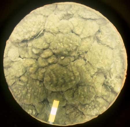 Sample of bed sediment