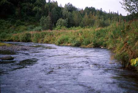 Transect 1 looking downstream