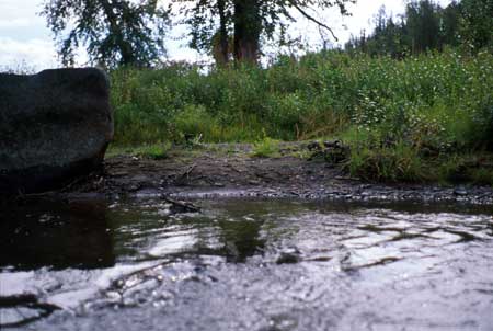 Transect 1 looking at left bank
