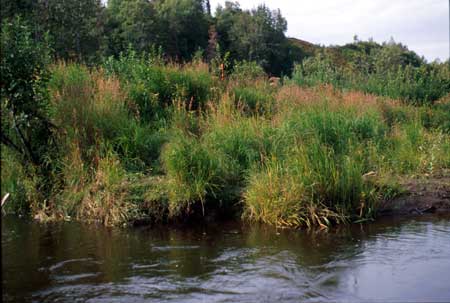 Transect 10 looking at left bank