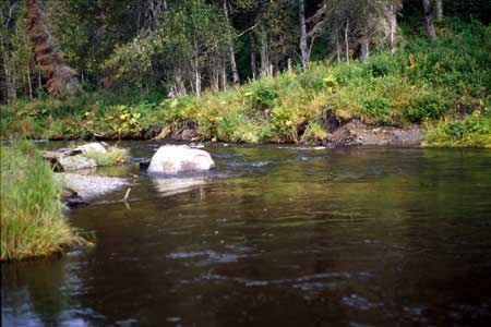 Transect 11 looking downstream