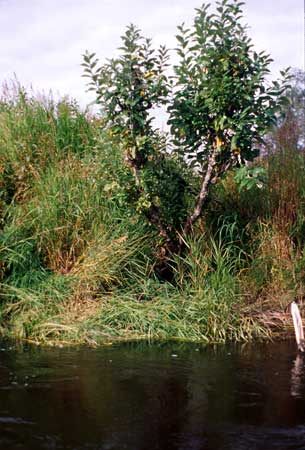 Transect 11 looking at left bank