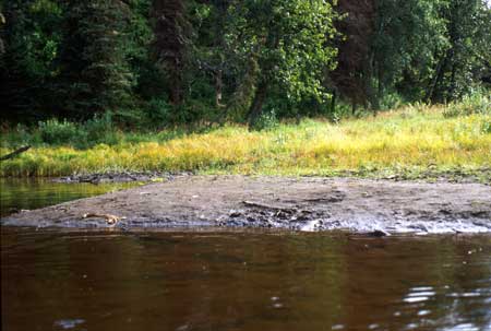 Transect 11 looking at right bank