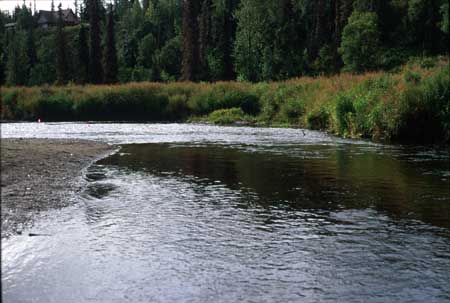 Transect 11 looking upstream