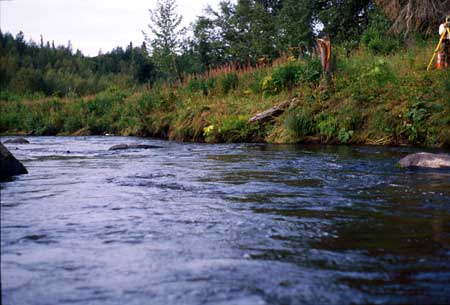 Transect 2 looking downstream