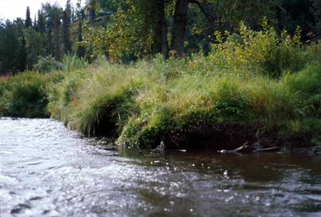 Transect 2 looking at left bank