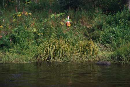 Transect 2 looking at right bank