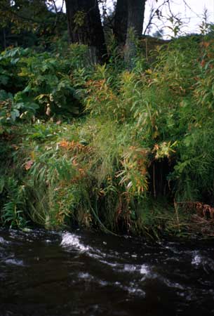 Transect 3 looking at left bank
