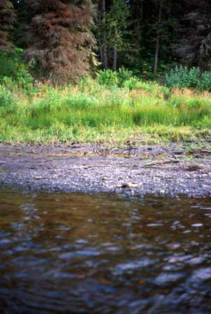 Transect 3 looking at right bank