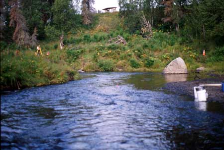 Transect 4 looking downstream