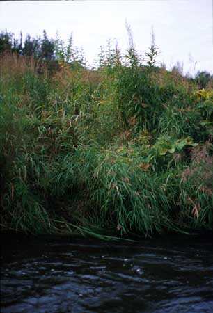 Transect 4 looking at left bank
