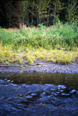 Transect 4 looking at right bank