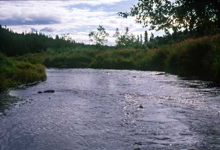 Transect 4 looking upstream