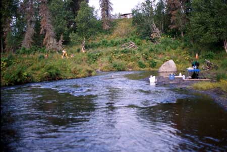 Transect 5 looking downstream