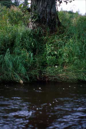 Transect 5 looking at left bank