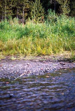 Transect 5 looking at right bank