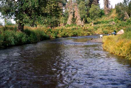 Transect 6 looking downstream
