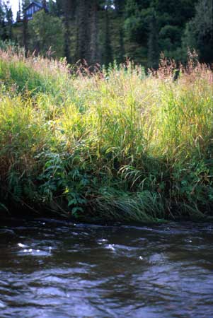 Transect 6 looking at left bank