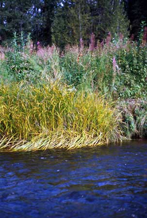 Transect 6 looking at right bank