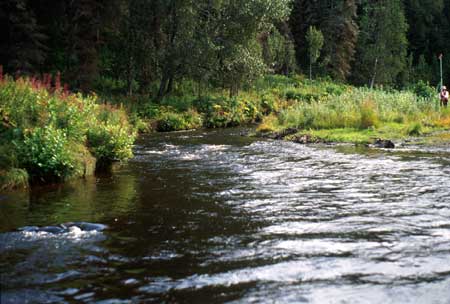 Transect 6 looking upstream