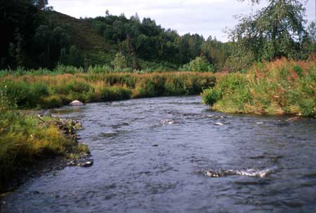 Transect 7 looking downstream