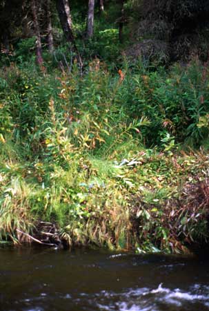 Transect 7 looking at right bank