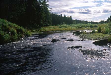 Transect 7 looking upstream