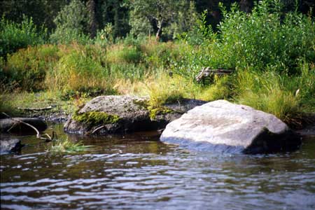 Transect 8 looking at left bank
