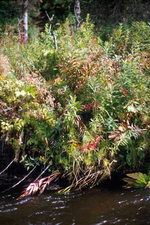 Transect 8 looking at right bank