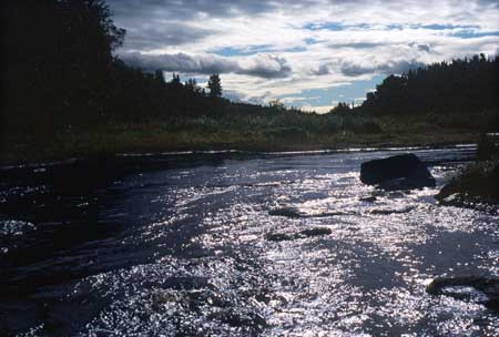Transect 8 looking upstream