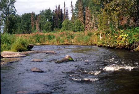Transect 9 looking downstream