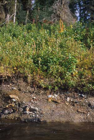 Transect 9 looking at right bank